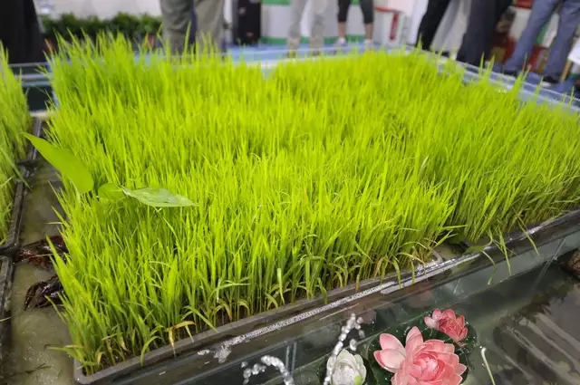 芽狀元亮相中國(guó)農(nóng)洽會(huì) 玩轉(zhuǎn)古法豆芽的創(chuàng)新表達(dá)